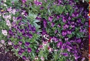 Viola pansies en masse