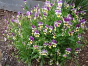 Viola pansy