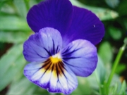 Viola pansy-viola cross