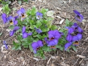 Viola pansy-viola cross
