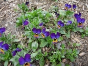 Viola pansy-viola cross