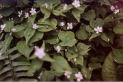 viola canadensis white