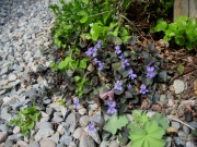 viola labradorica