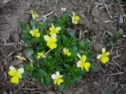 viola yellow