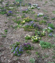 violas en masse