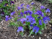violas favorites