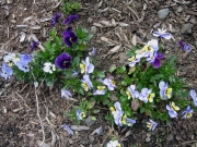 violas mixed