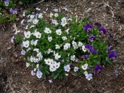 violas purple & white