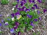 violas purple