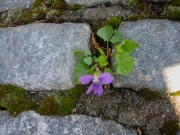 violet among cobbles