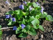 violet common