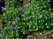 violets blue