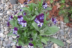 Violas, small-flowered pansies