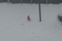 cardinal in the snow