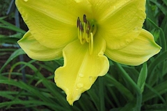 Hemerocallis hybrid unnamed yellow