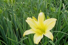 Hemerocallis 'Yellowstone'